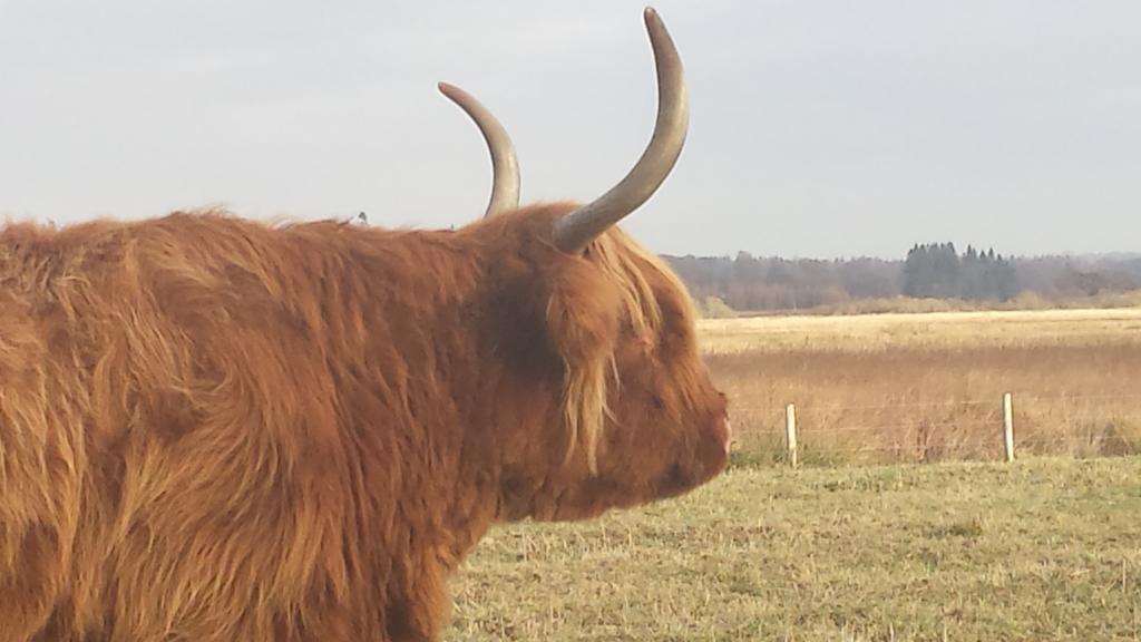 Scotland Paradise Relax Accommodation By Shooting Club Kirriemuir Balintore  Dış mekan fotoğraf
